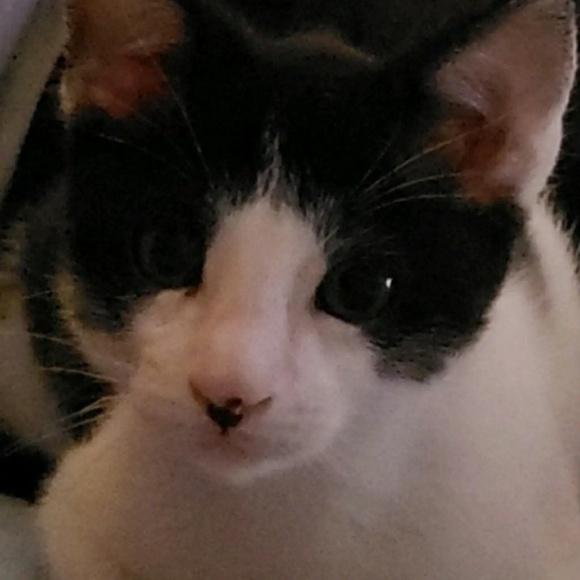 loveyspoppets